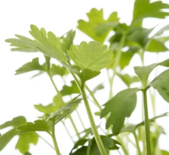 Intratuin Bio Sellerie (Apium graveolens var. Secalinum) D 9 H 5 cm| Obst, Gemüse & Kräuter|Kräuterpflanzen