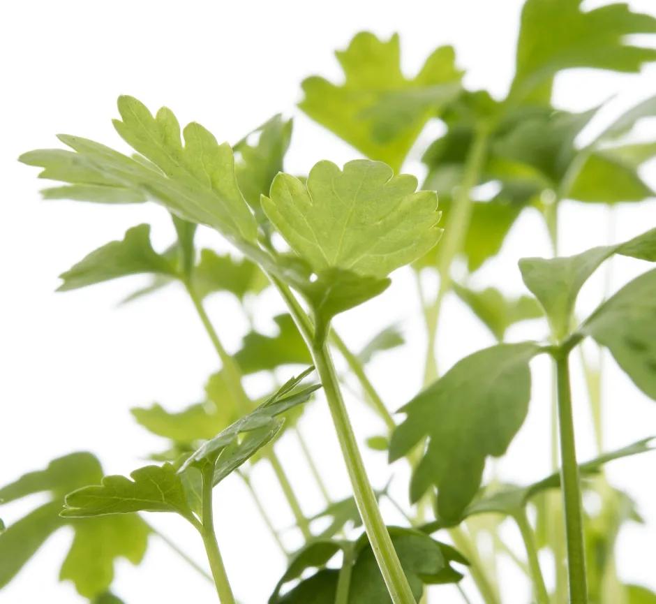 Intratuin Bio Sellerie (Apium graveolens var. Secalinum) D 9 H 5 cm| Obst, Gemüse & Kräuter|Kräuterpflanzen