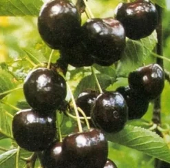 Intratuin Bio Süßkirsche (Prunus avium 'Regina') D 26 H 150 cm| Obstbäume & -Sträucher|Obstbäume & -Sträucher