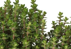 Intratuin Bio Thymian (Thymus vulgares 'Faustini') D 14 H 10 cm| Obst, Gemüse & Kräuter|Kräuterpflanzen