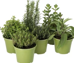 Intratuin Bio Thymian (Thymus vulgares 'Faustini') D 14 H 10 cm| Obst, Gemüse & Kräuter|Kräuterpflanzen