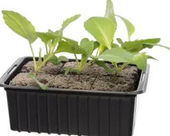 Intratuin Bio Weißkohl (Brassica oleracea Capitata) D 9 H 5 cm| Obst, Gemüse & Kräuter|Gemüsepflanzen