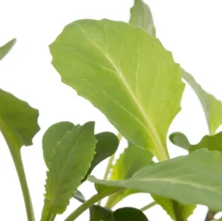 Intratuin Bio Weißkohl (Brassica oleracea Capitata) D 9 H 5 cm| Obst, Gemüse & Kräuter|Gemüsepflanzen