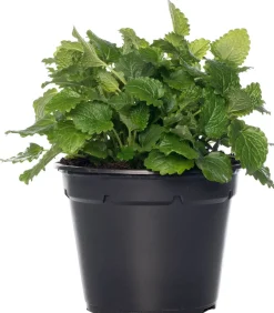 Intratuin Bio Zitroenmelisse (Melissa officinalis) D 14 H 20 cm| Obst, Gemüse & Kräuter|Kräuterpflanzen