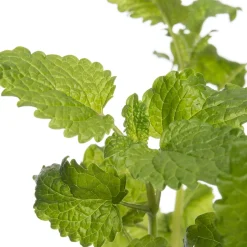 Intratuin Bio Zitroenmelisse (Melissa officinalis) D 12 H 20 cm| Obst, Gemüse & Kräuter|Kräuterpflanzen