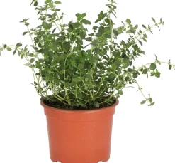 Intratuin Bio Zitronen-Thymian (Thymus citriodorus) D 12 H 15 cm| Obst, Gemüse & Kräuter|Kräuterpflanzen