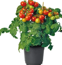 Intratuin Bio-Kirschtomate (Solanum lycopersicum) D 14 H 40 cm| Obst, Gemüse & Kräuter|Gemüsepflanzen