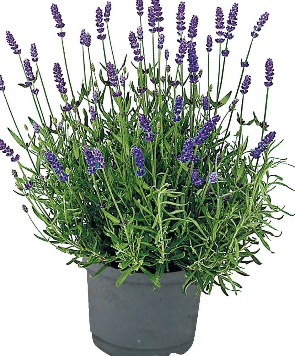 Intratuin Bio-Lavendel (Lavendula angustifolia 'Lamorosa') D 14 H 25 cm| Blühende Pflanzen|Immergrüne Pflanzen
