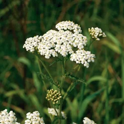 Intratuin Biologische Schafgarbe (Achillea Millefolium)| Blühende Pflanzen|Mehrjährige Pflanzen