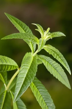 Intratuin Biologische Zitronenverbene (Aloysia triphylla) D 13 H 20 cm| Obst, Gemüse & Kräuter|Kräuterpflanzen