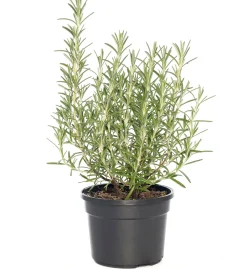 Intratuin Biologischer Rosmarin (Rosmarinus Officinalis 'Blue Winter')| Obst, Gemüse & Kräuter|Kräuterpflanzen