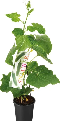 Intratuin Bio-Snackgurke (Cucumis sativus) D 14 H 60 cm| Obst, Gemüse & Kräuter|Gemüsepflanzen