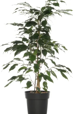 Intratuin Birkenfeige (Ficus benjamina 'Danielle') D 17 cm H 70 cm| Bonsai|Grünpflanzen