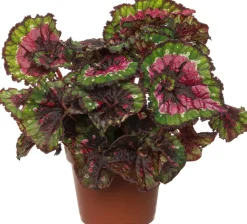 Intratuin Blattbegonie (Begonia rex (MC) 'Macarena') D 13 cm H 25 cm| Kleine Zimmerpflanzen|Grünpflanzen