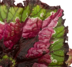 Intratuin Blattbegonie (Begonia rex (MC) 'Macarena') D 13 cm H 25 cm| Kleine Zimmerpflanzen|Grünpflanzen