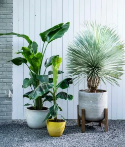 Intratuin Blaue Palmlilie (Yucca rostrata) D 40 H 100 cm| Immergrüne Pflanzen|Palmen