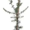 Intratuin Blaue Zeder (Cedrus libani 'Glauca') D 30 H 175 cm| Winterharte Pflanzen|Koniferen