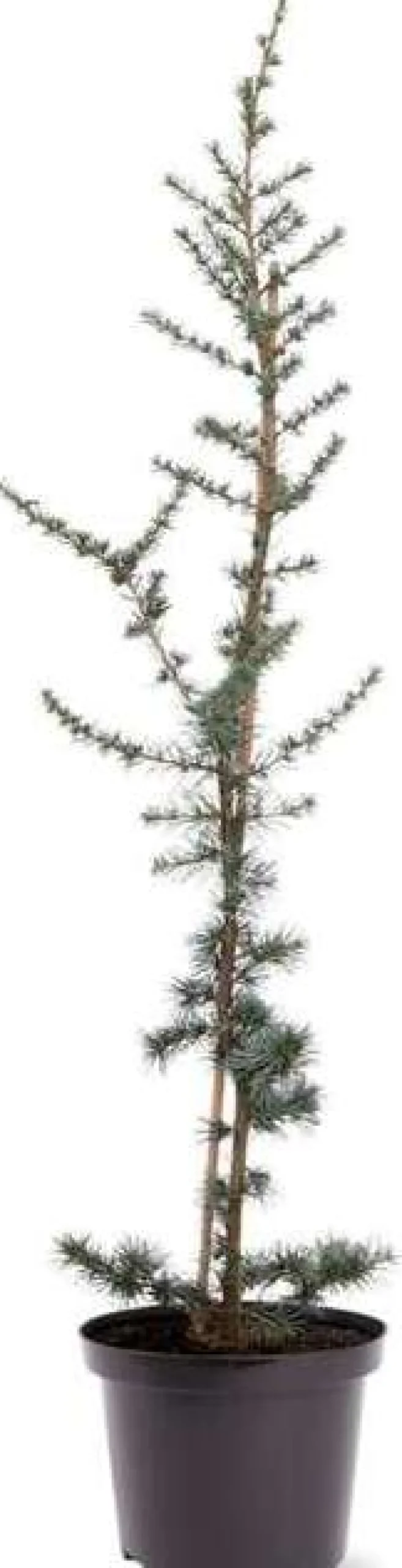 Intratuin Blaue Zeder (Cedrus libani 'Glauca') D 30 H 175 cm| Winterharte Pflanzen|Koniferen