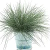 Intratuin Blauschwingel (Festuca glauca 'Compacta Blue') D 10,5 H 20 cm| Immergrüne Pflanzen|Winterharte Pflanzen