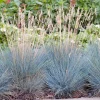 Intratuin Blauschwingel (Festuca glauca 'Elijah Blue') D 17 H 30 cm| Immergrüne Pflanzen|Winterharte Pflanzen