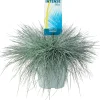 Intratuin Blauschwingel XL (Festuca glauca 'Intense Blue') D 23 H 45 cm| Immergrüne Pflanzen|Winterharte Pflanzen