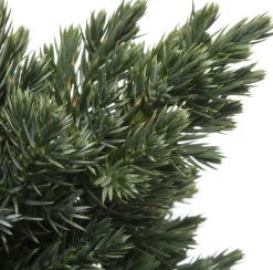 Intratuin Blauzeder-Wacholder (Juniperus squamata 'Blue Star') D 17 H 15 cm| Immergrüne Pflanzen|Winterharte Pflanzen