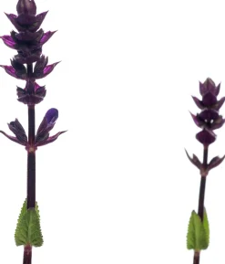 Intratuin Blüten-Salbei (Salvia nemorosa 'Caradonna') D 11 H 10 cm| Immergrüne Pflanzen|Winterharte Pflanzen