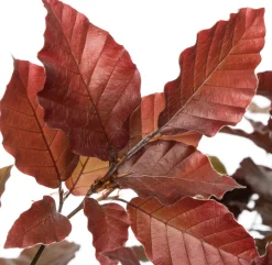 Intratuin Blutbuche (Fagus sylvatica 'Atropunicea') D 9 H 60 cm| Heckenpflanzen|Winterharte Pflanzen