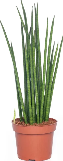 Intratuin Bogenhanf (Sansevieria bacularis 'Mikado') D 12 cm H 40 cm| Für Sonne|Luftreinigende Pflanzen