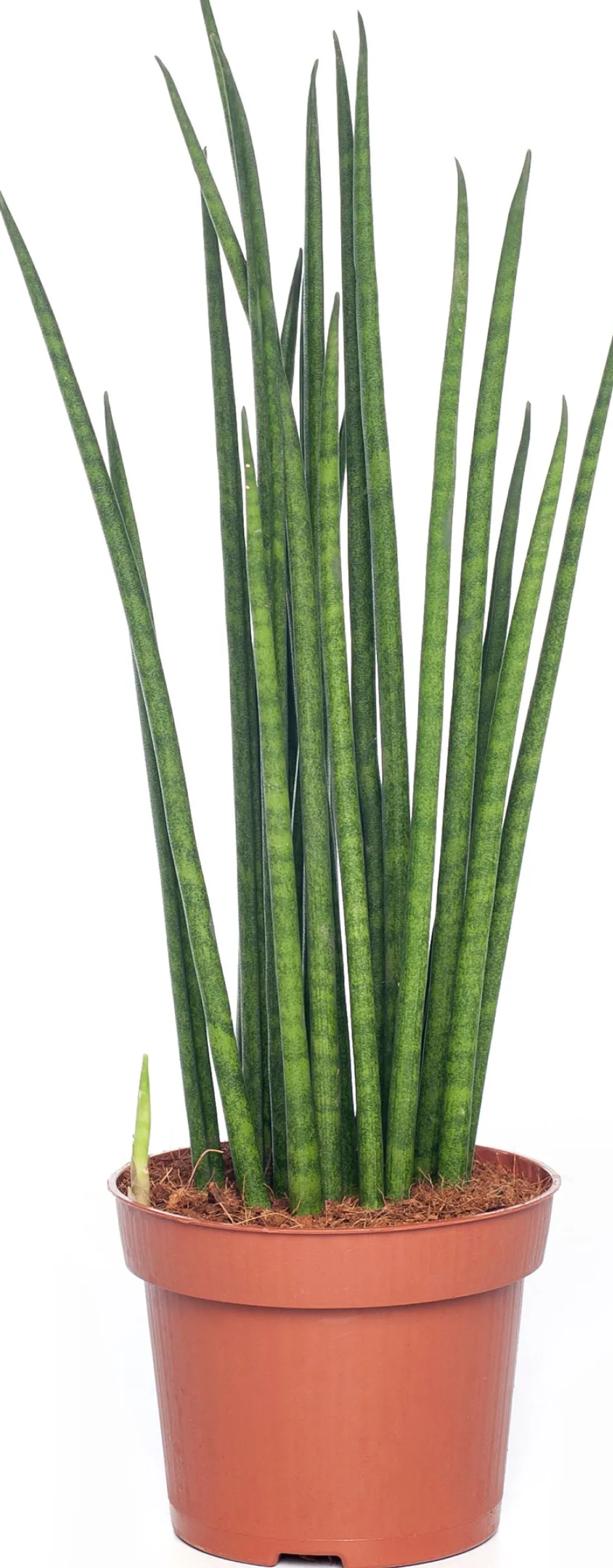 Intratuin Bogenhanf (Sansevieria bacularis 'Mikado') D 12 cm H 40 cm| Für Sonne|Luftreinigende Pflanzen