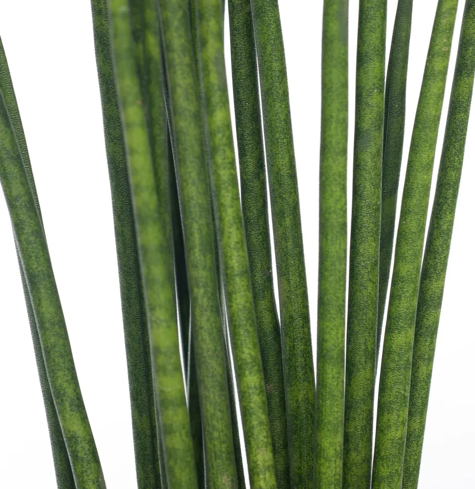 Intratuin Bogenhanf (Sansevieria bacularis 'Mikado') D 12 cm H 40 cm| Für Sonne|Luftreinigende Pflanzen