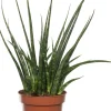 Intratuin Bogenhanf (Sansevieria 'Fernwood Mikado') D 12 H 40 cm| Für Sonne|Luftreinigende Pflanzen