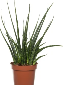 Intratuin Bogenhanf (Sansevieria 'Fernwood Mikado') D 12 H 40 cm| Für Sonne|Luftreinigende Pflanzen
