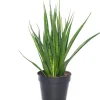 Intratuin Bogenhanf (Sansevieria kirkii 'Friends') D 15 H 40 cm| Für Sonne|Luftreinigende Pflanzen