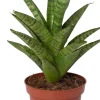 Intratuin Bogenhanf (Sansevieria 'Tough Lady') D 10 H 25 cm| Kleine Zimmerpflanzen|Für Sonne