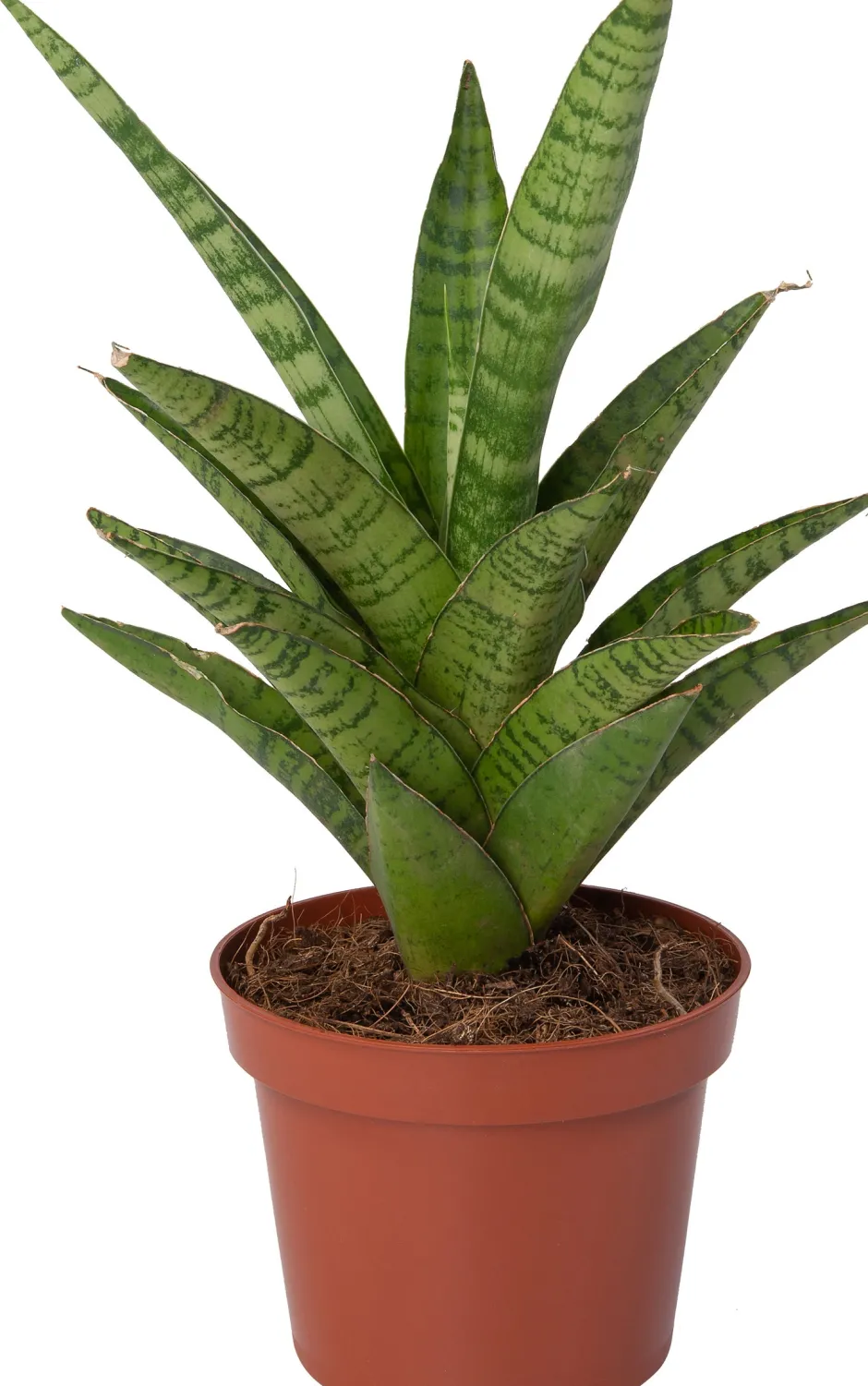 Intratuin Bogenhanf (Sansevieria 'Tough Lady') D 10 H 25 cm| Kleine Zimmerpflanzen|Für Sonne