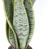 Intratuin Bogenhanf (Sansevieria trifasciata 'Laurentii') D 12 H 40 cm| Für Sonne|Luftreinigende Pflanzen