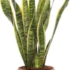 Intratuin Bogenhanf (Sansevieria trifasciata 'Laurentii') D 17 H 65 cm| Für Sonne|Luftreinigende Pflanzen