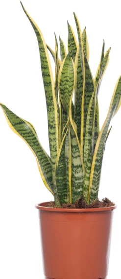 Intratuin Bogenhanf (Sansevieria trifasciata 'Laurentii') D 14 H 50 cm| Für Sonne|Luftreinigende Pflanzen