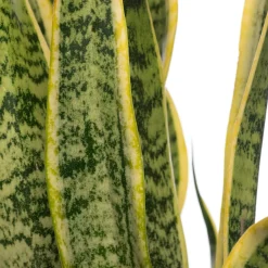 Intratuin Bogenhanf (Sansevieria trifasciata 'Laurentii') D 14 H 50 cm| Für Sonne|Luftreinigende Pflanzen