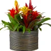 Intratuin Bromelie Herbst-Mix (Bromelia) D 12 cm H 35 cm| Blühende Zimmerpflanzen|Bromelien
