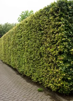 Intratuin Buche (Fagus Sylvatica)| Heckenpflanzen|Immergrüne Pflanzen