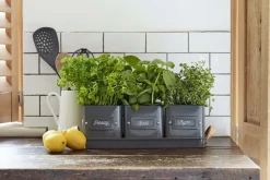 Intratuin Burgon & Ball Kräutertöpfe auf Tablett schwarz 41 x 12 x 13,5 cm| Blumentöpfe & Pflanzgefäße|Blumentöpfe