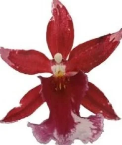 Intratuin Cambria-Orchidee (Cambria 'Barocco') D 12 H 50 cm| Blühende Zimmerpflanzen|Orchideen