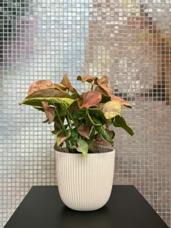 Intratuin Capi Europe Blumentopf Groove beige D 13 H 12 cm| Blumentöpfe & Pflanzgefäße|Blumentöpfe