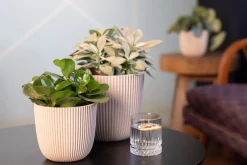 Intratuin Capi Europe Blumentopf Groove beige D 16,5 H 15 cm| Blumentöpfe & Pflanzgefäße|Blumentöpfe