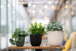 Intratuin Capi Europe Blumentopf Groove beige D 21,5 H 20 cm| Blumentöpfe & Pflanzgefäße|Blumentöpfe