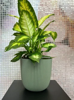 Intratuin Capi Europe Blumentopf Groove grün D 21,5 H 20 cm| Blumentöpfe & Pflanzgefäße|Blumentöpfe