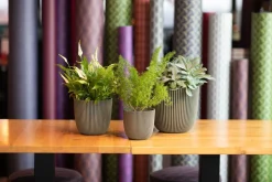 Intratuin Capi Europe Blumentopf Groove grün D 21,5 H 20 cm| Blumentöpfe & Pflanzgefäße|Blumentöpfe