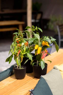 Intratuin Capi Europe Blumentopf Groove schwarz D 16,5 H 15 cm| Blumentöpfe|Blumentöpfe & Pflanzgefäße